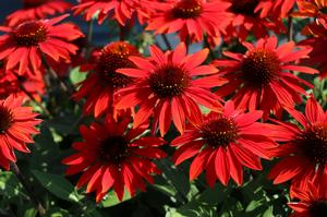 Coneflower, 'Sombrero Sangrita' (Echinacea)