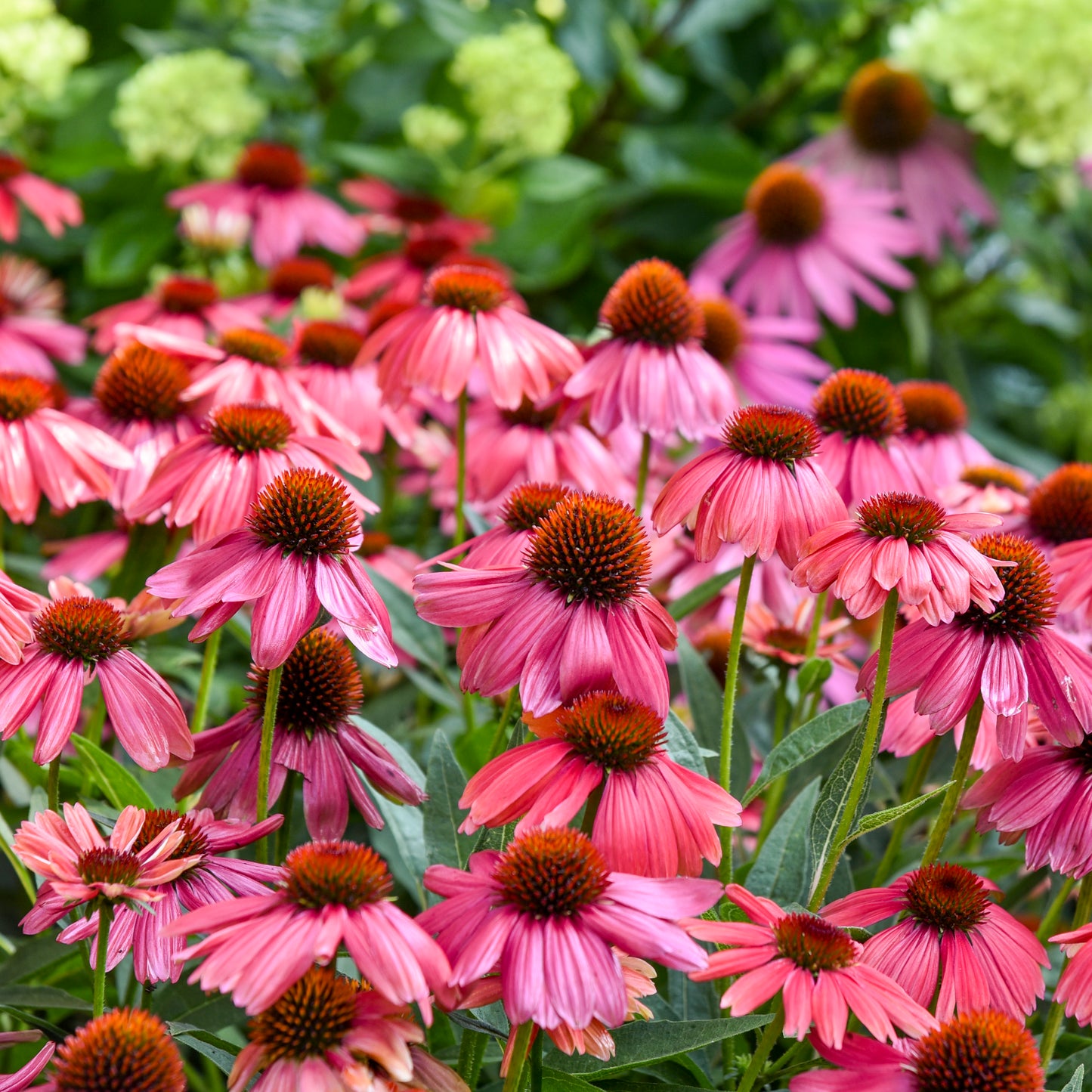Coneflower, 'Summersong Firefinch' (Echinacea)