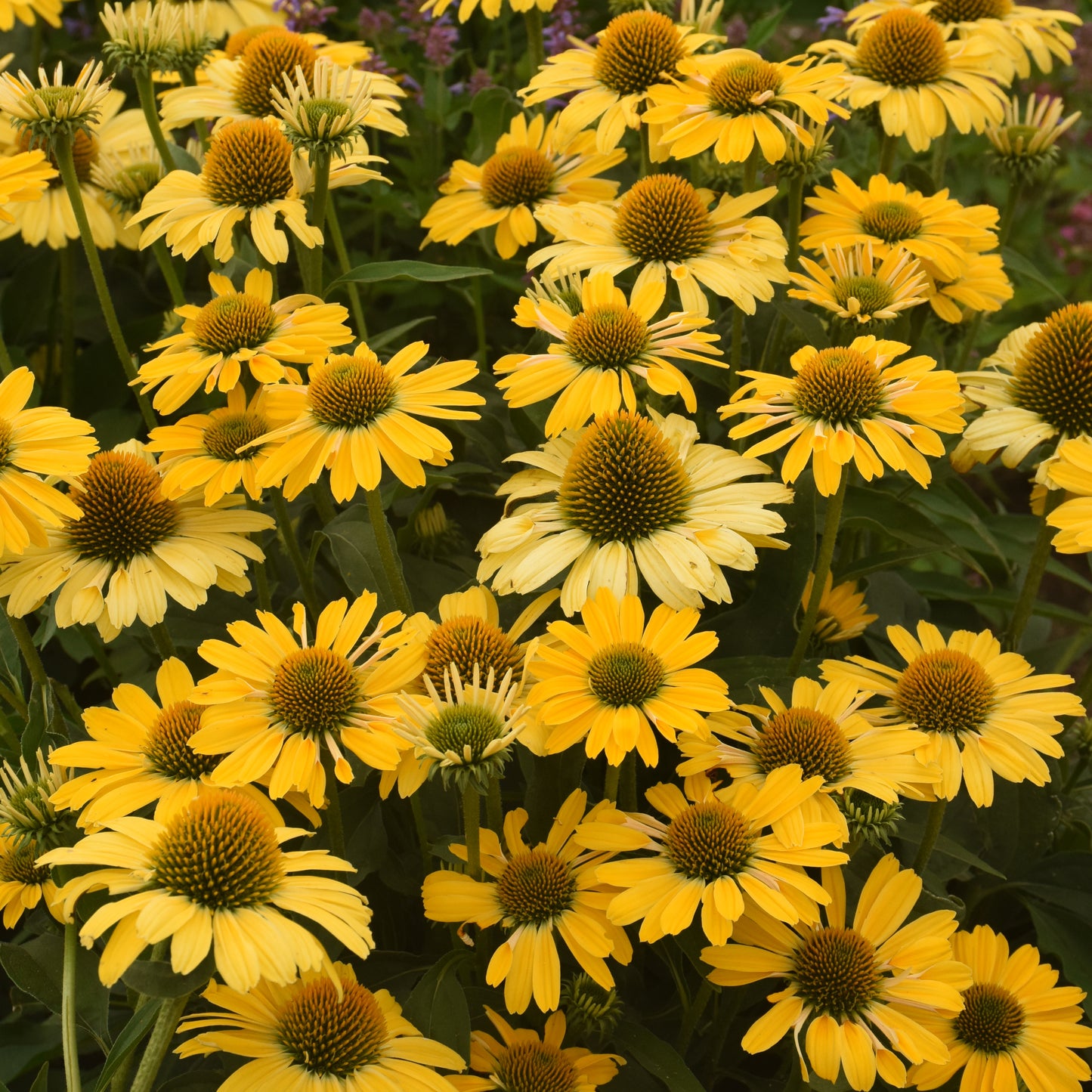 Coneflower, 'Color Coded Yellow My Darling' (Echinacea)