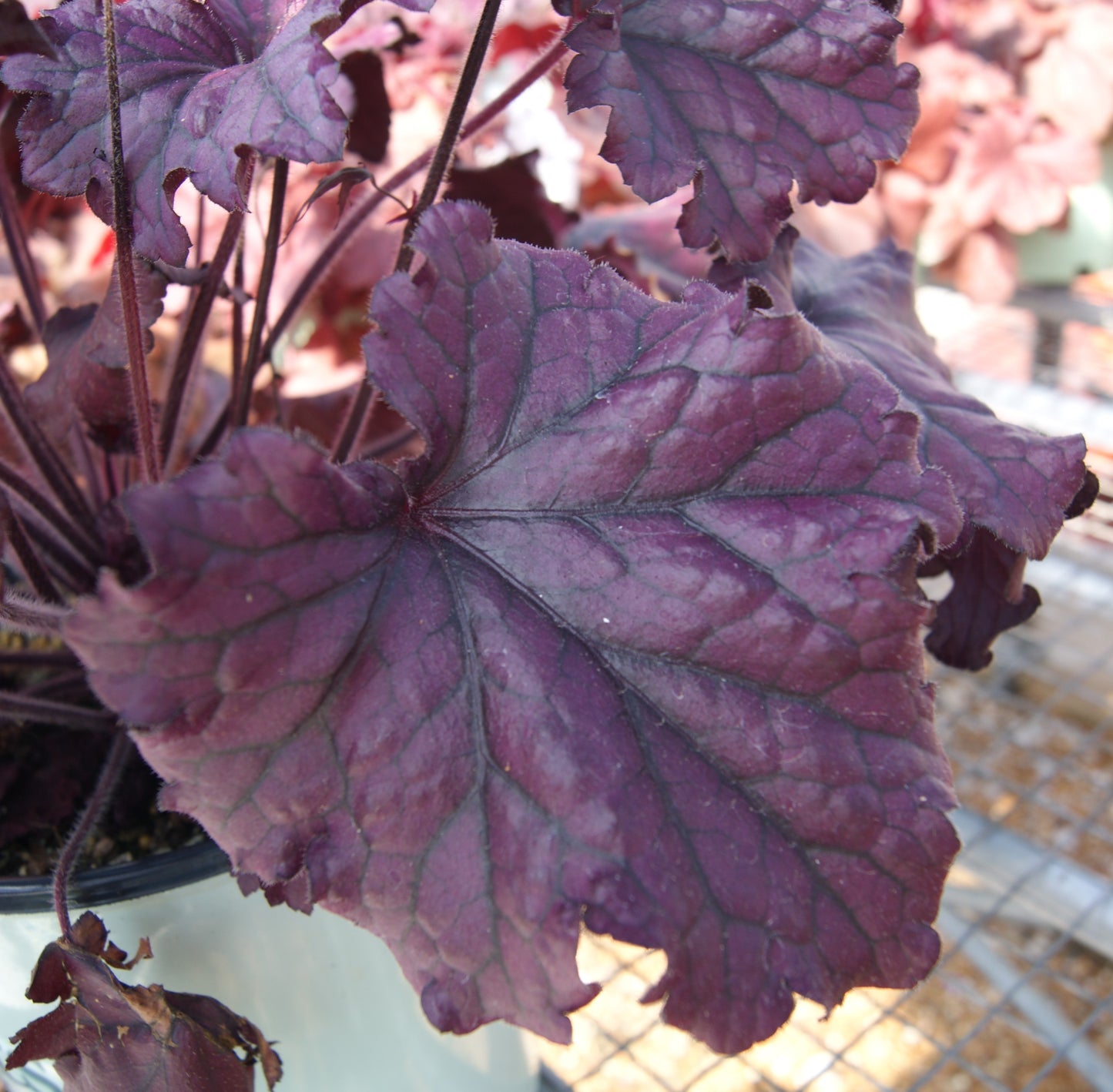 Coral Bells 'Forever Purple' (Heuchera)