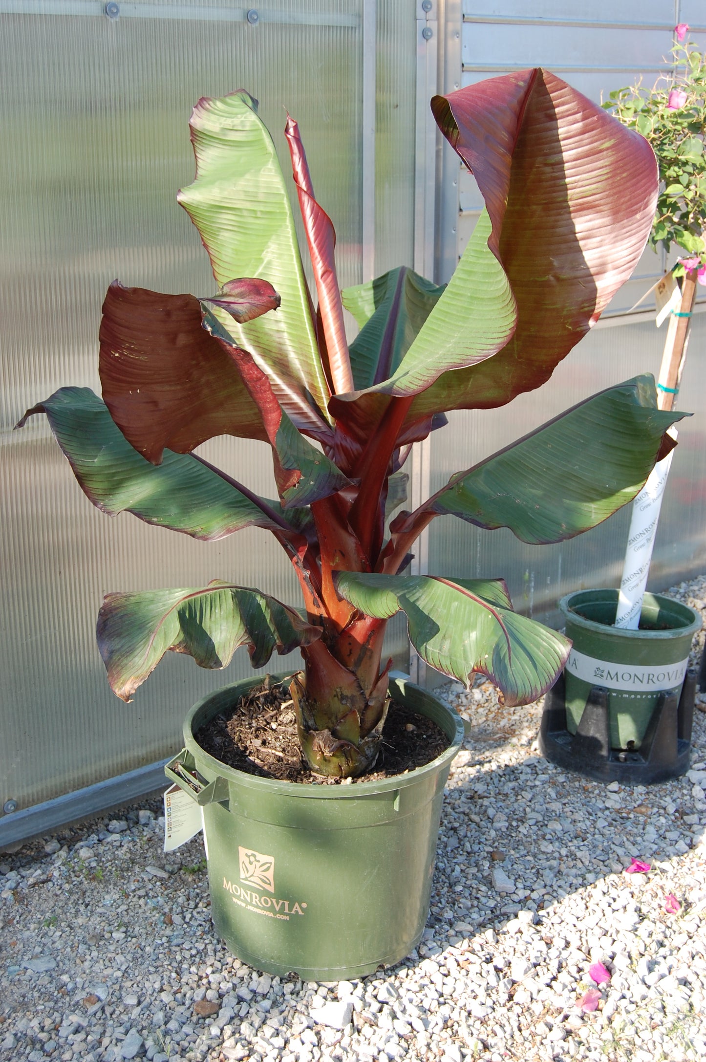Banana, Red Leaved 'Maurelii' (Ensete)
