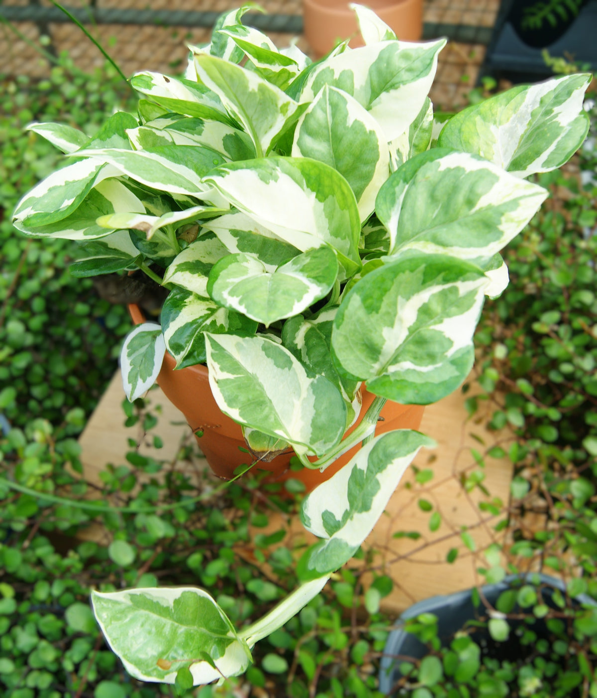 Pothos, Variegated 'Pearls & Jade' (Epipremnum)