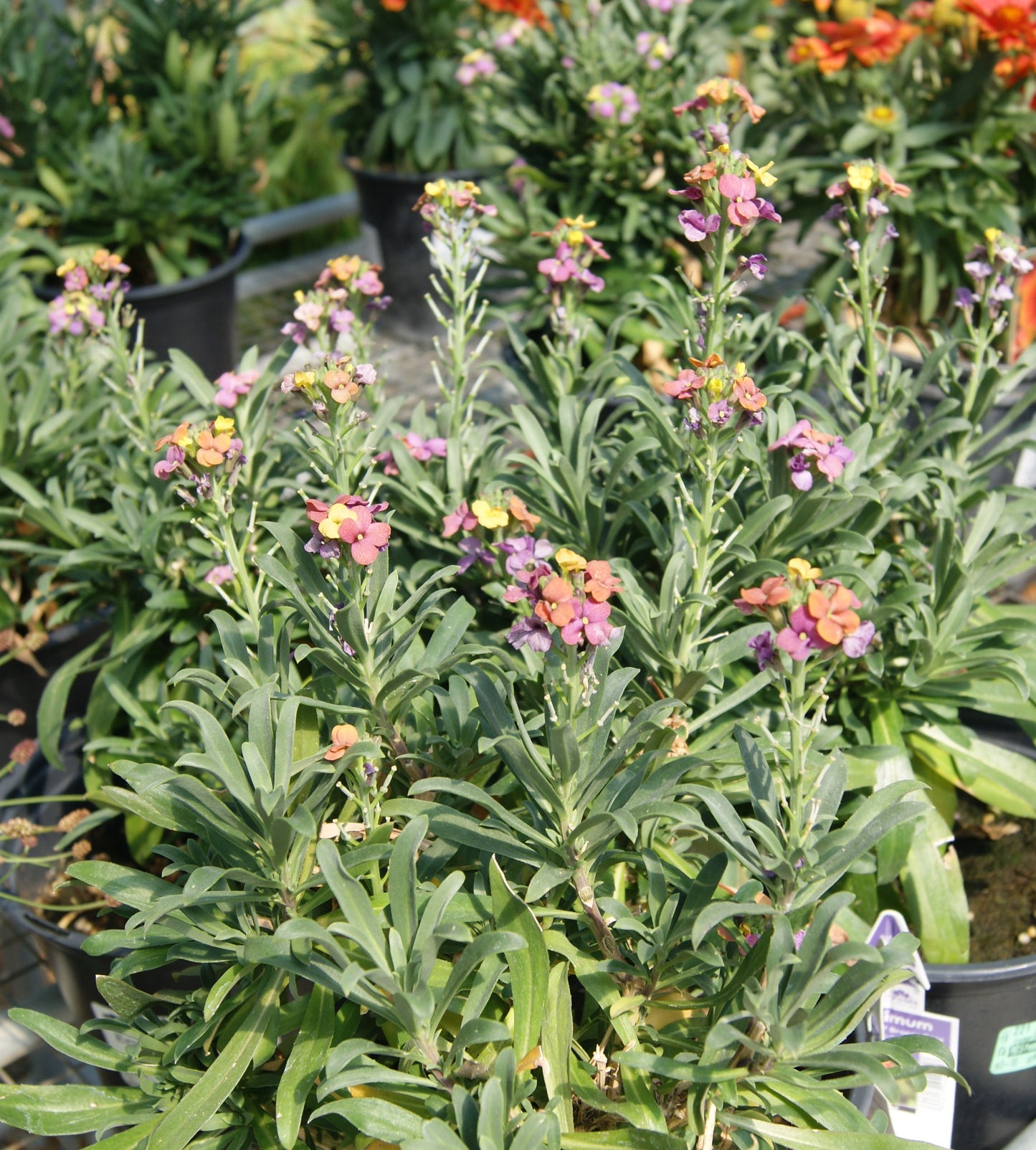 Wallflower 'Erysistible Bronze Rose' (Erysimum)