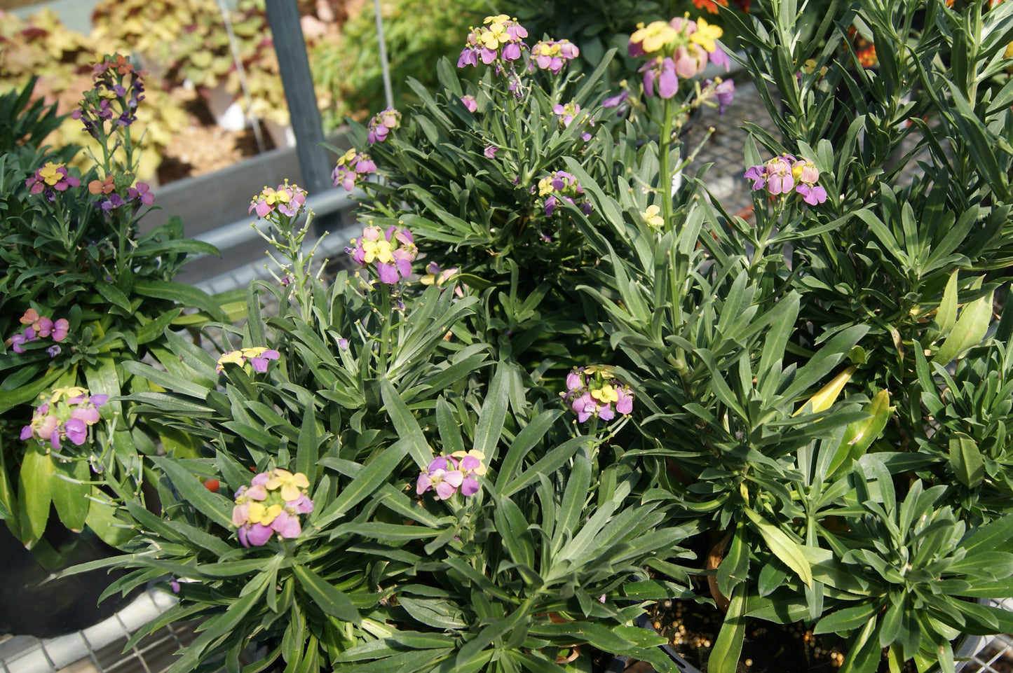 Wallflower 'Erysistible Tricolor' (Erysimum)