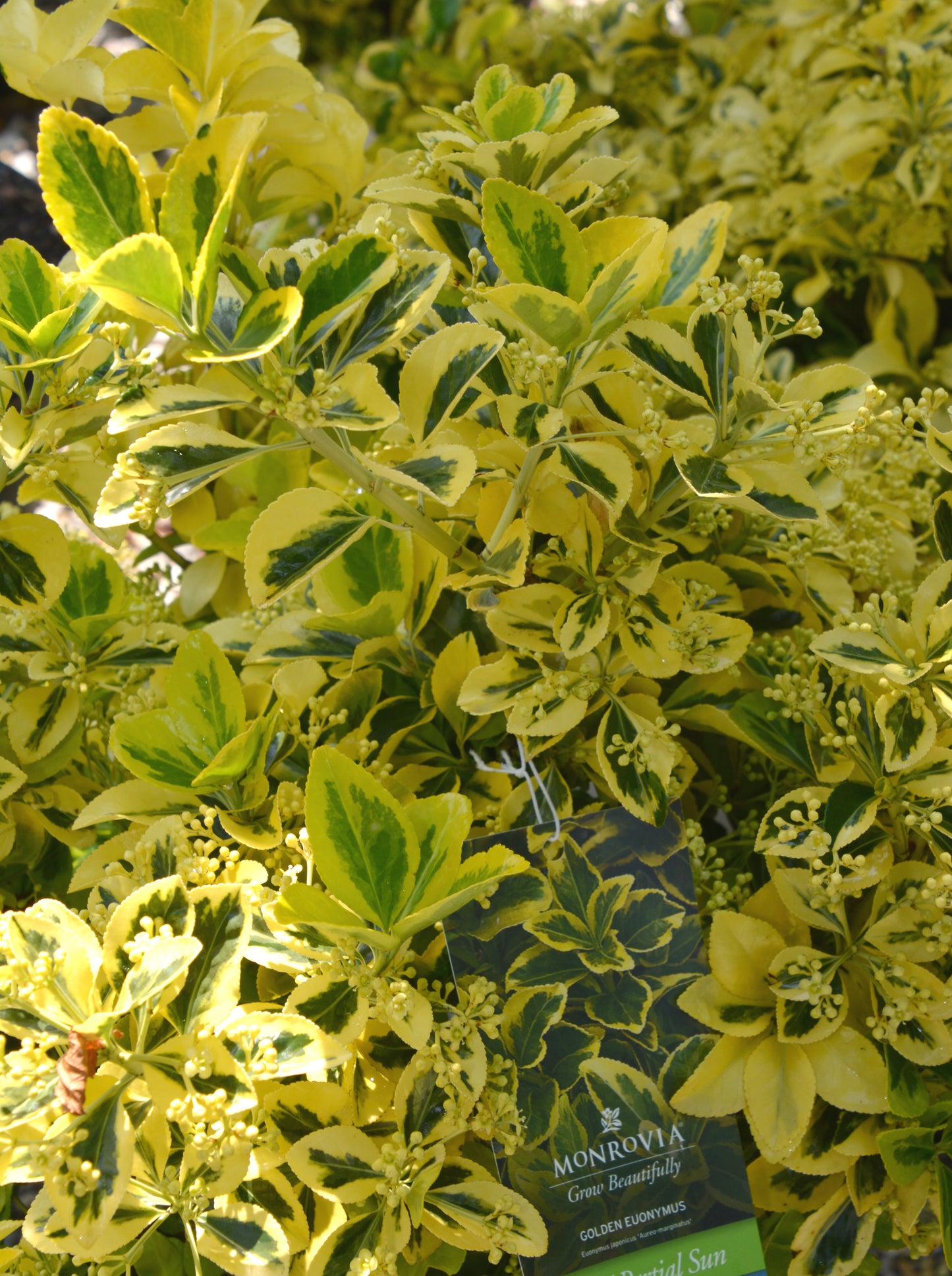 Wintercreeper, Japanese Golden 'Aureo-Marginatus' (Euonymus) Hedge