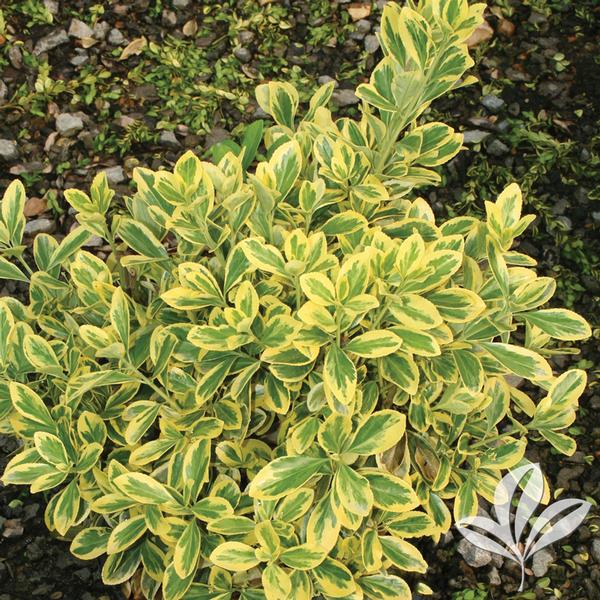 Wintercreeper, Japanese Golden 'Chollipo' (Euonymus) Hedge
