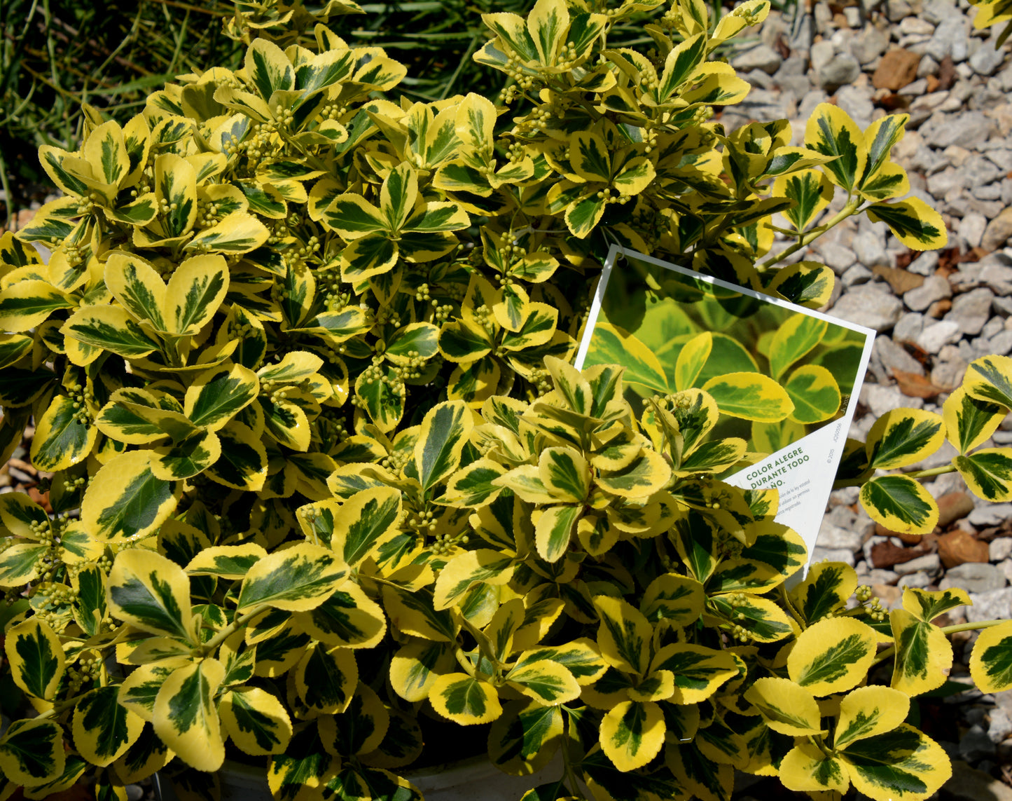 Wintercreeper, Spreading Variegated 'Gold Splash' (Euonymus)