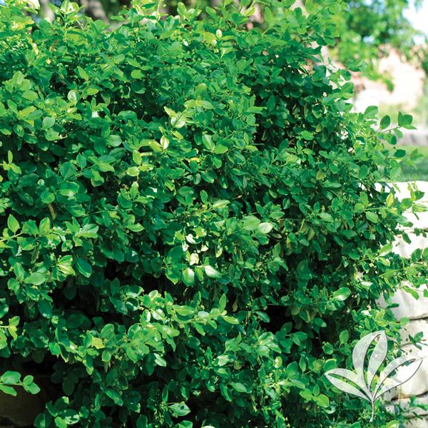 Wintercreeper, Spreading 'Manhattan' (Euonymus)