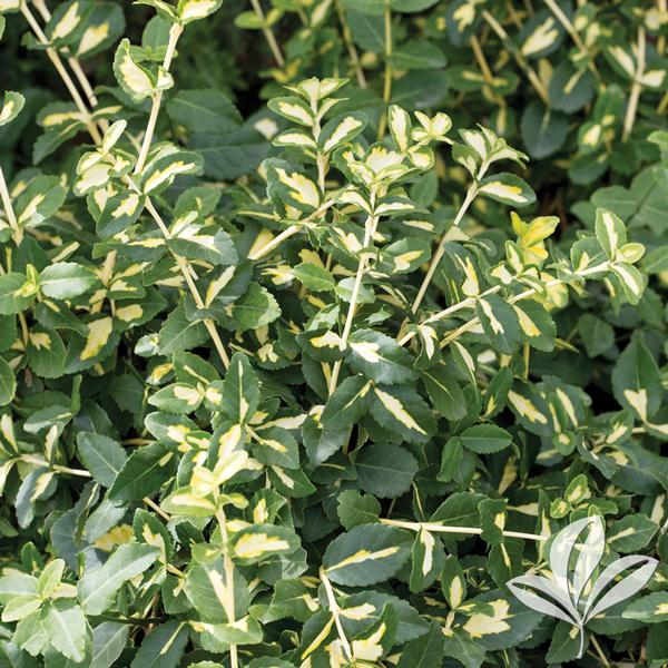 Wintercreeper, Spreading Variegated 'Moonshadow' (Euonymus)