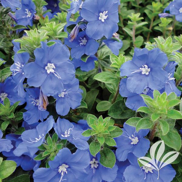 Morning Glory, Varieties (Evolvulus)