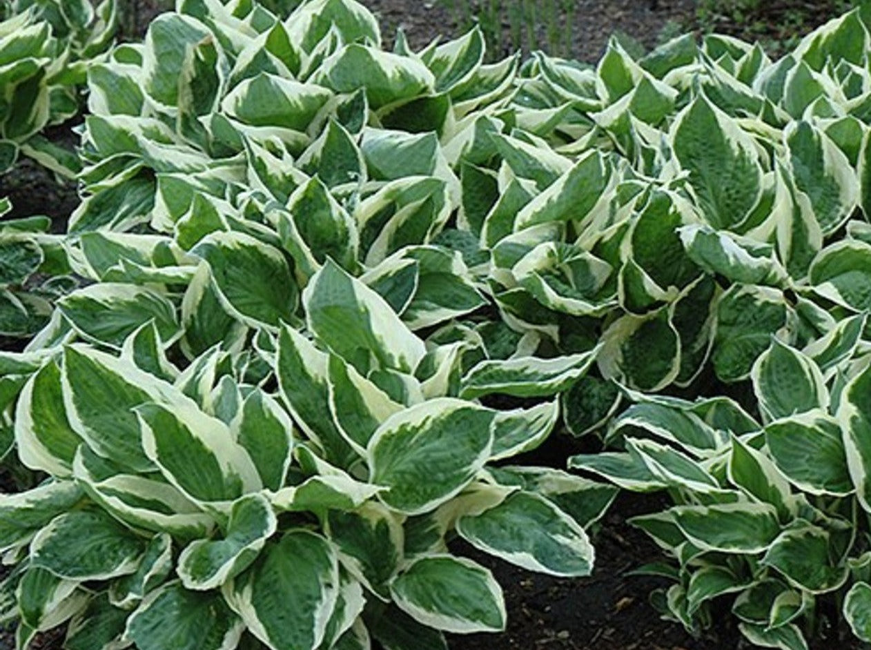 Plantain Lily 'Minuteman' (Hosta)