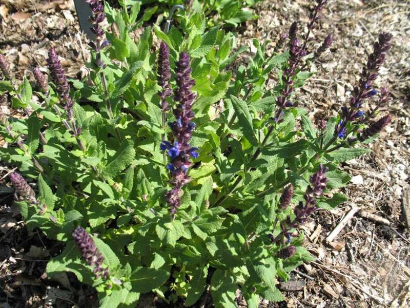 Sage, Woodland/ Meadow Dwarf 'New Dimension Blue' (Salvia)