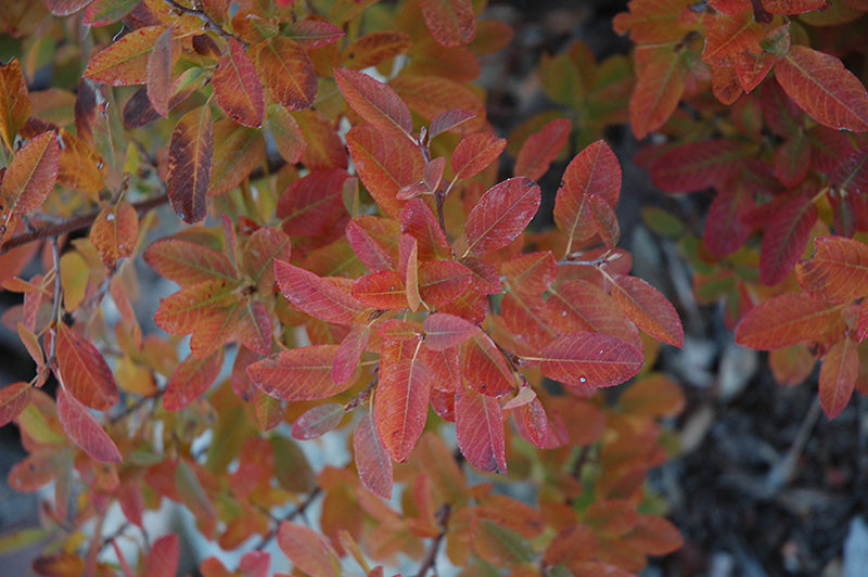 Serviceberry, Shadblow 'Rainbow Pillar' (Amelanchier) - Multi-Trunk