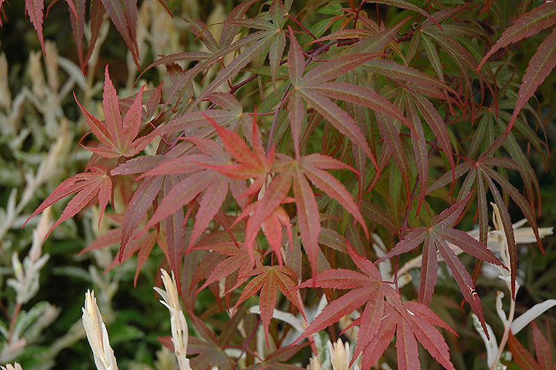 Maple, Japanese Laceleaf Dwarf 'Red Pygmy' (Acer)