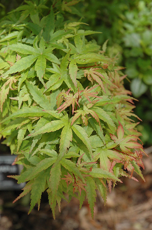 Maple, Japanese Upright, Compact Dwarf 'Sharp's Pygmy' (Acer)