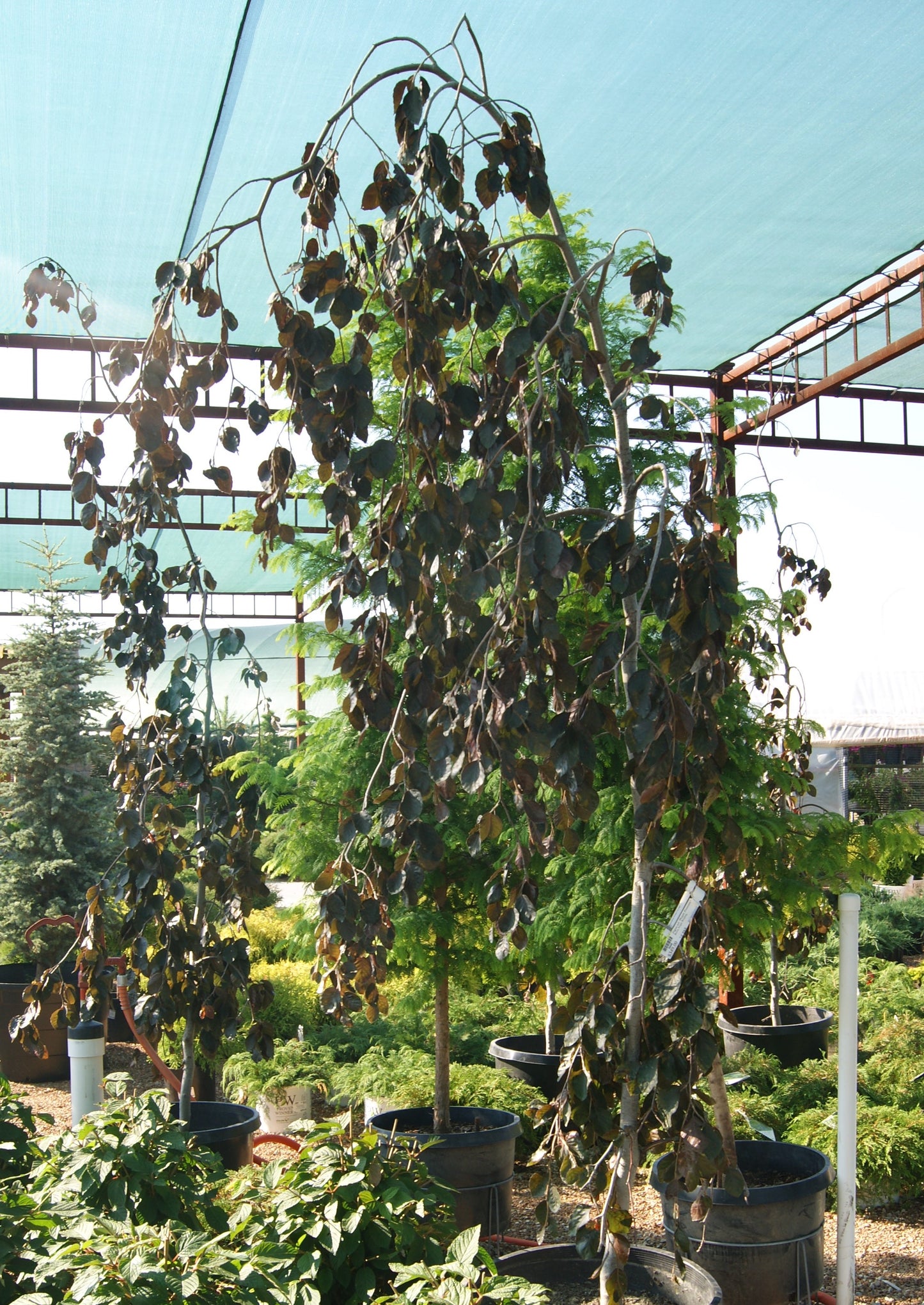 Beech, European/ Common Weeping 'Purple Fountain' (Fagus)