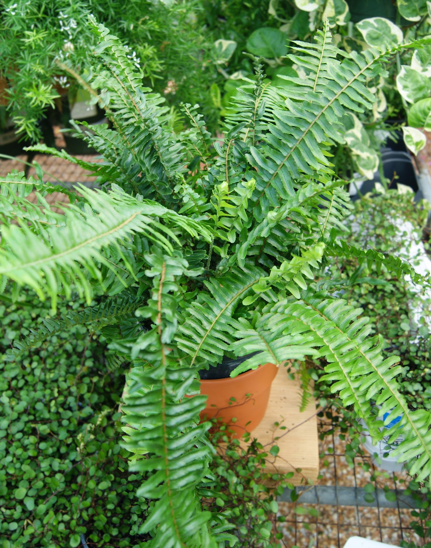 Fern, Sword Sun 'Kimberly Queen' (Nephrolepis)