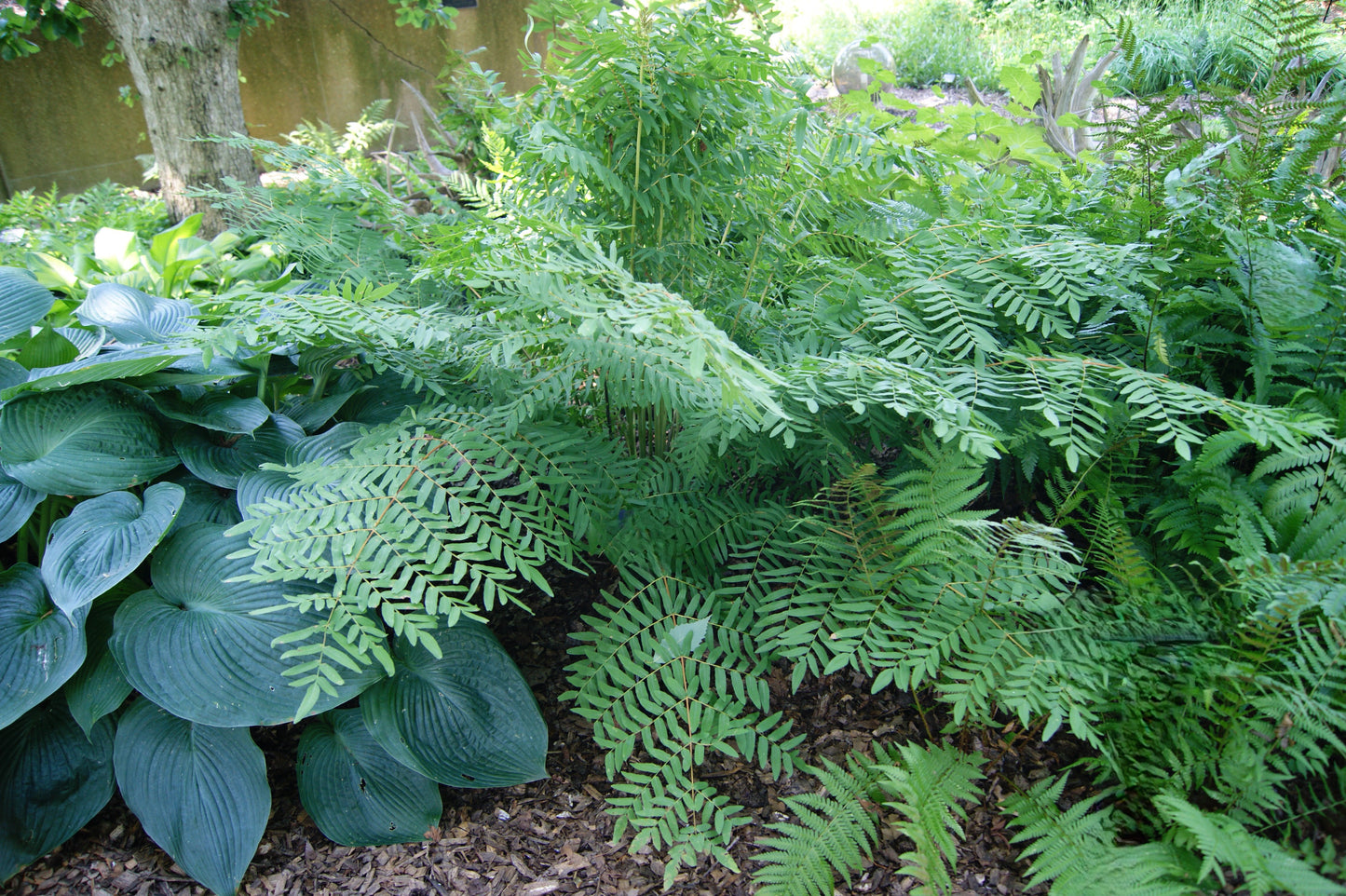Fern, Royal (Osmunda)