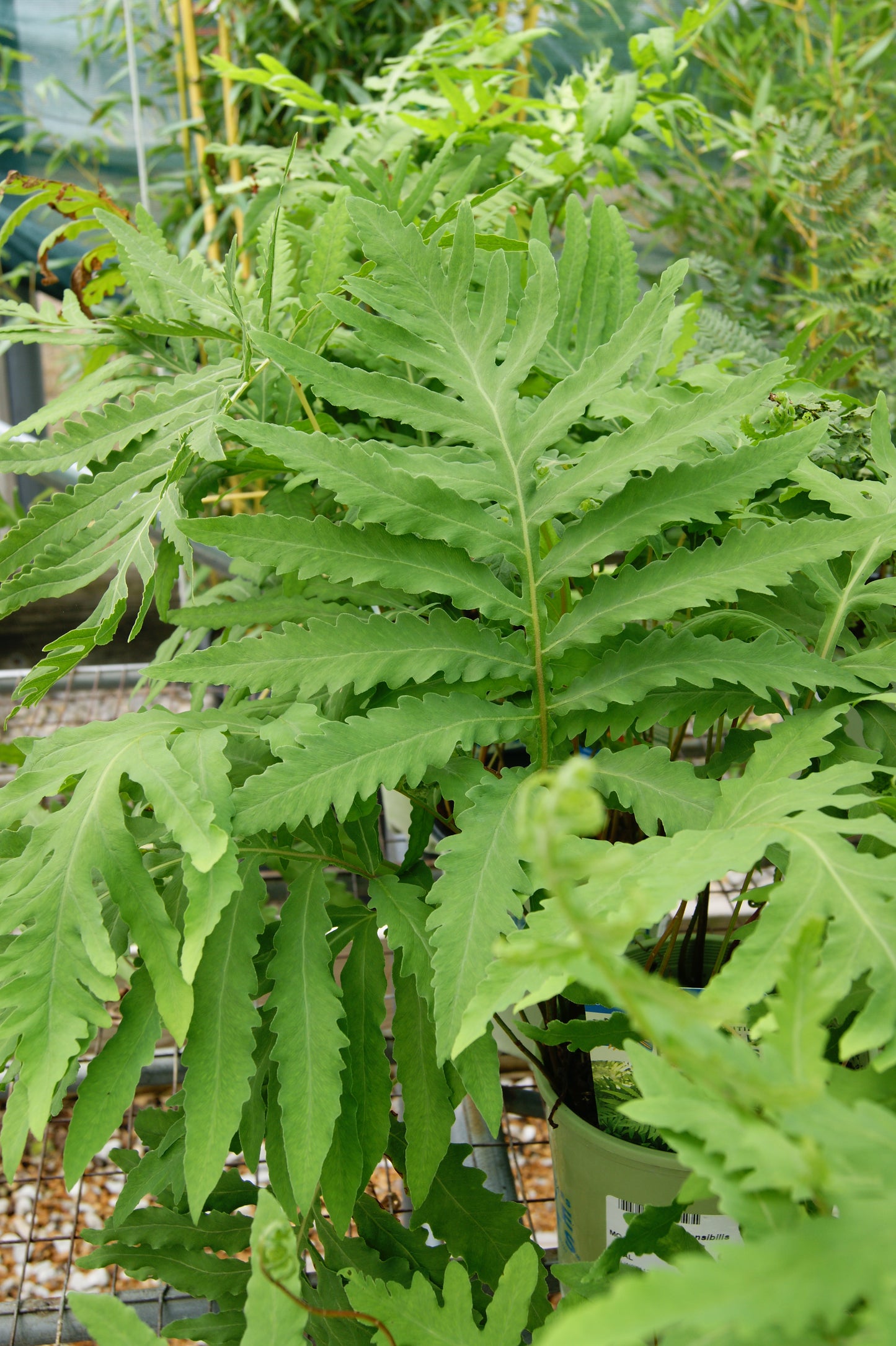 Fern, Sensitive (Onoclea)