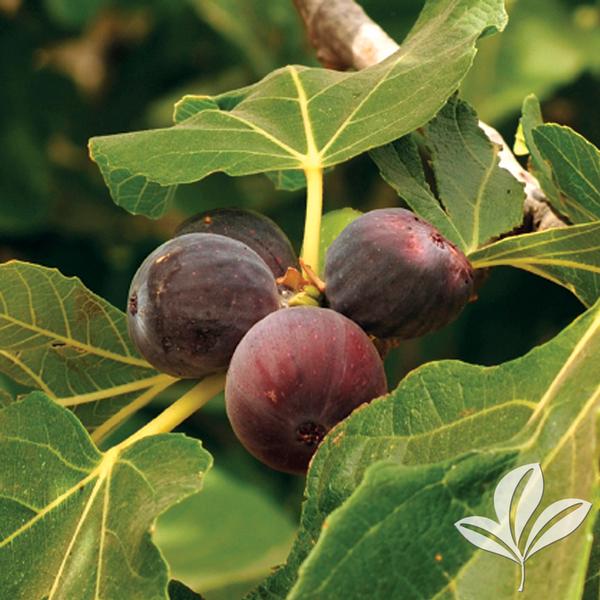 Fig, Fruit 'Brown Turkey' (Ficus) Not Hardy