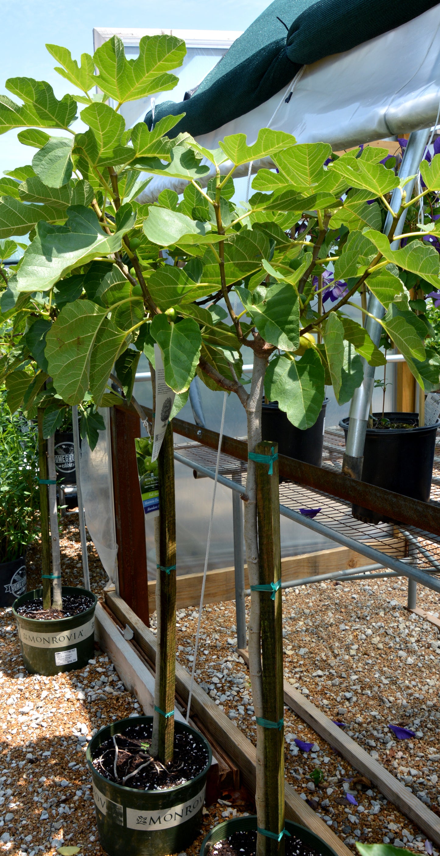 Fig, Fruit 'Corky's Honey' (Ficus) Not Hardy