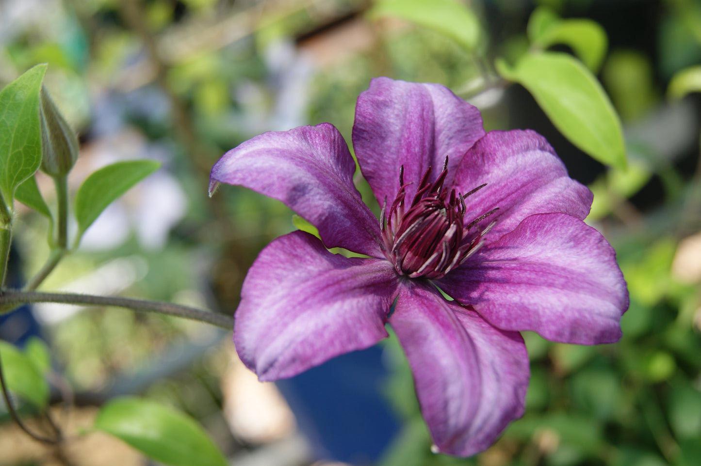 Vine, Clematis Miniature Trailing 'Filigree' (Clematis)