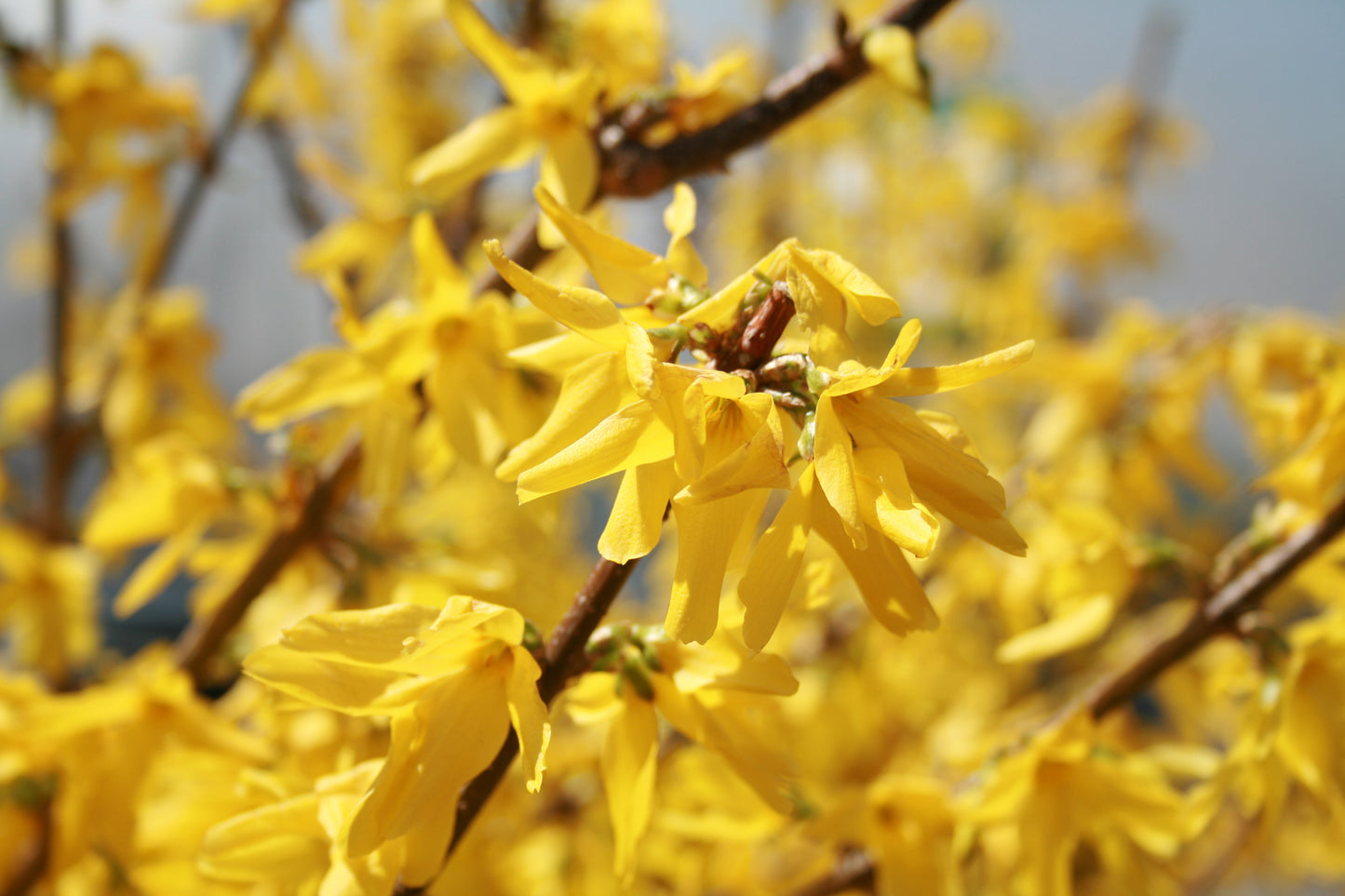 Forsythia, Border 'Showy Border' (Forsythia)