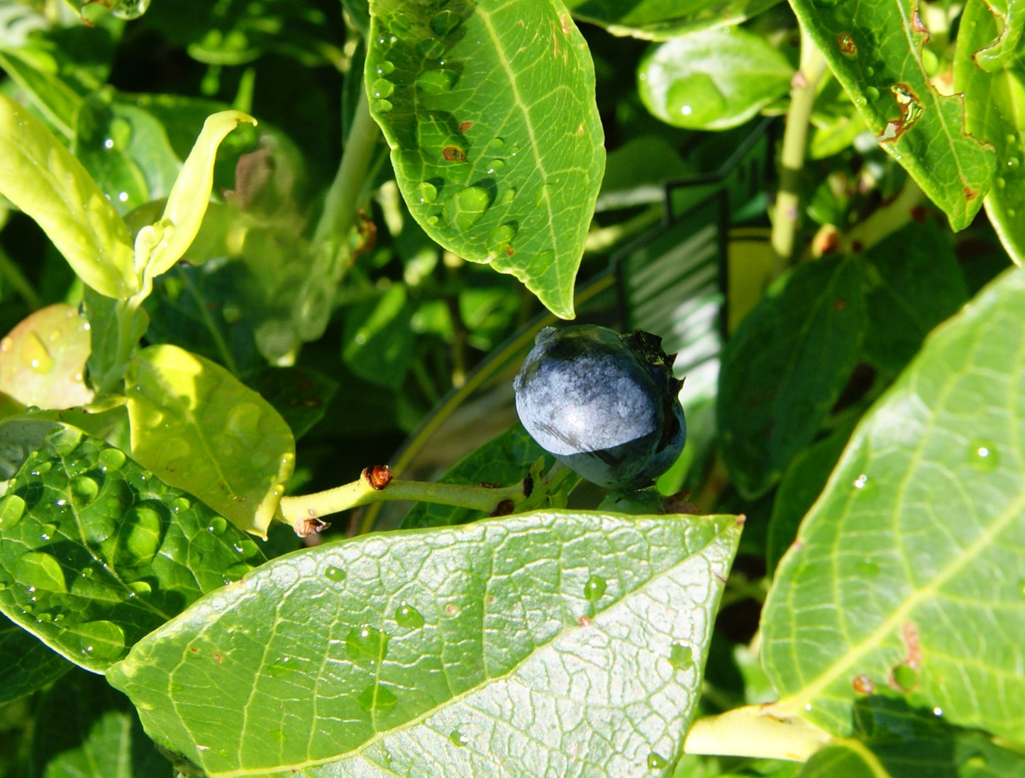 Blueberry, Highbush 'Duke' (Vaccinium)