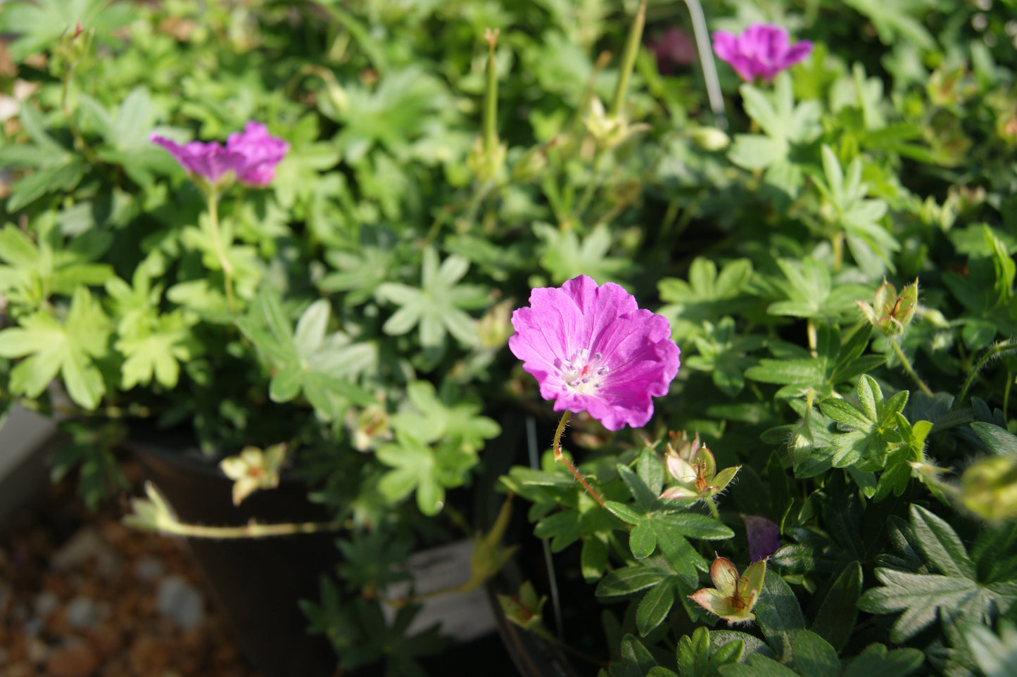 Cranesbill, Bloody / Hardy Geranium 'Max Frei' (Geranium)
