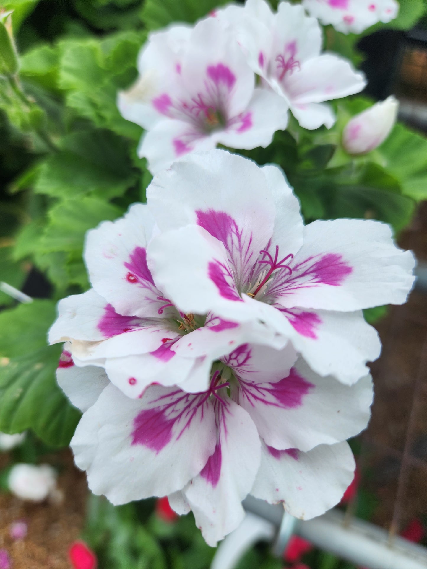 Geranium, Martha Washington 'Regal Elegance Series' (Pelargonium)
