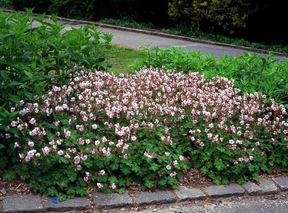 Cranesbill / Hardy Geranium 'Biokovo' (Geranium)