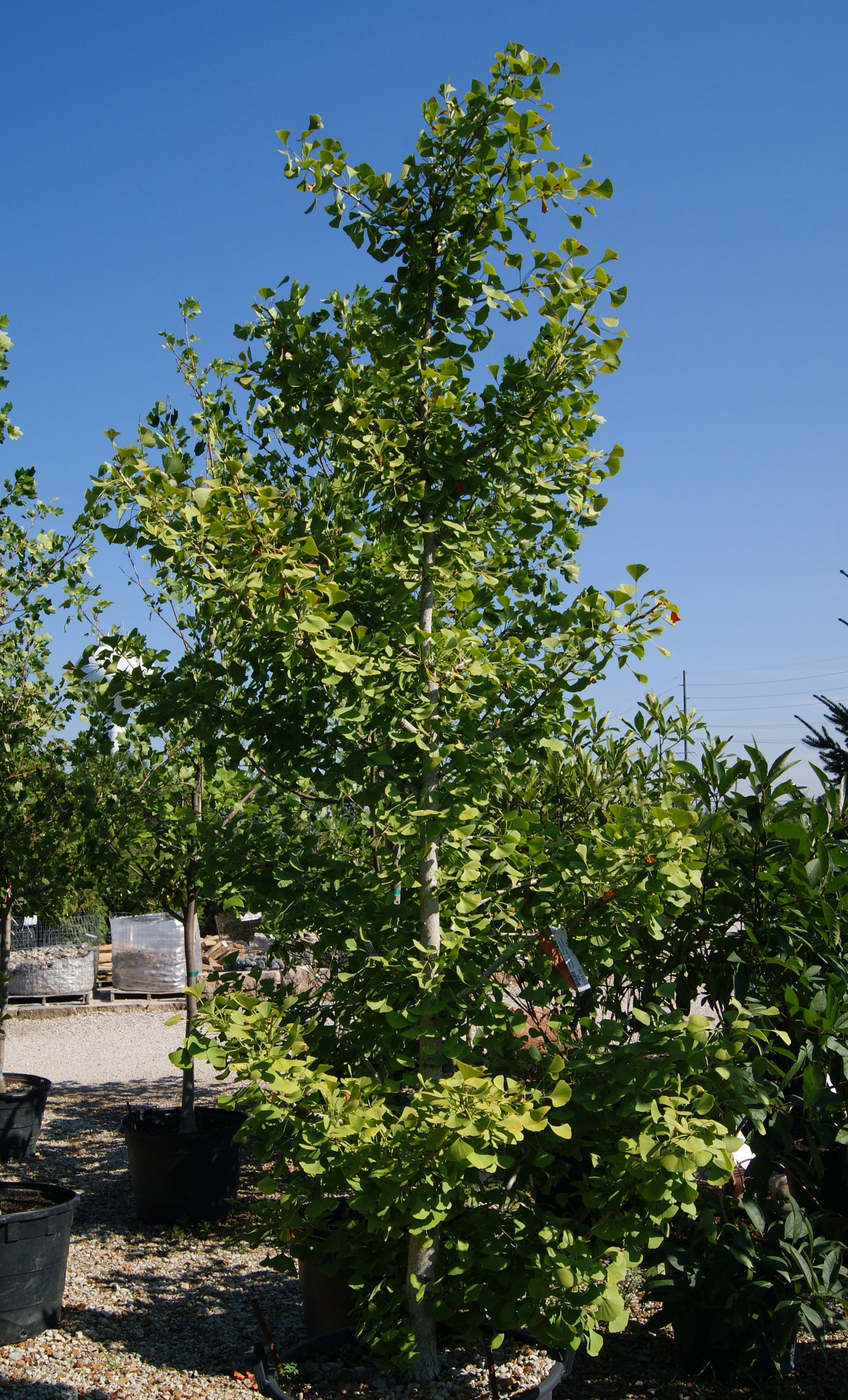 Maidenhair Tree, Columnar, Male 'Fastigiata' (Ginkgo)