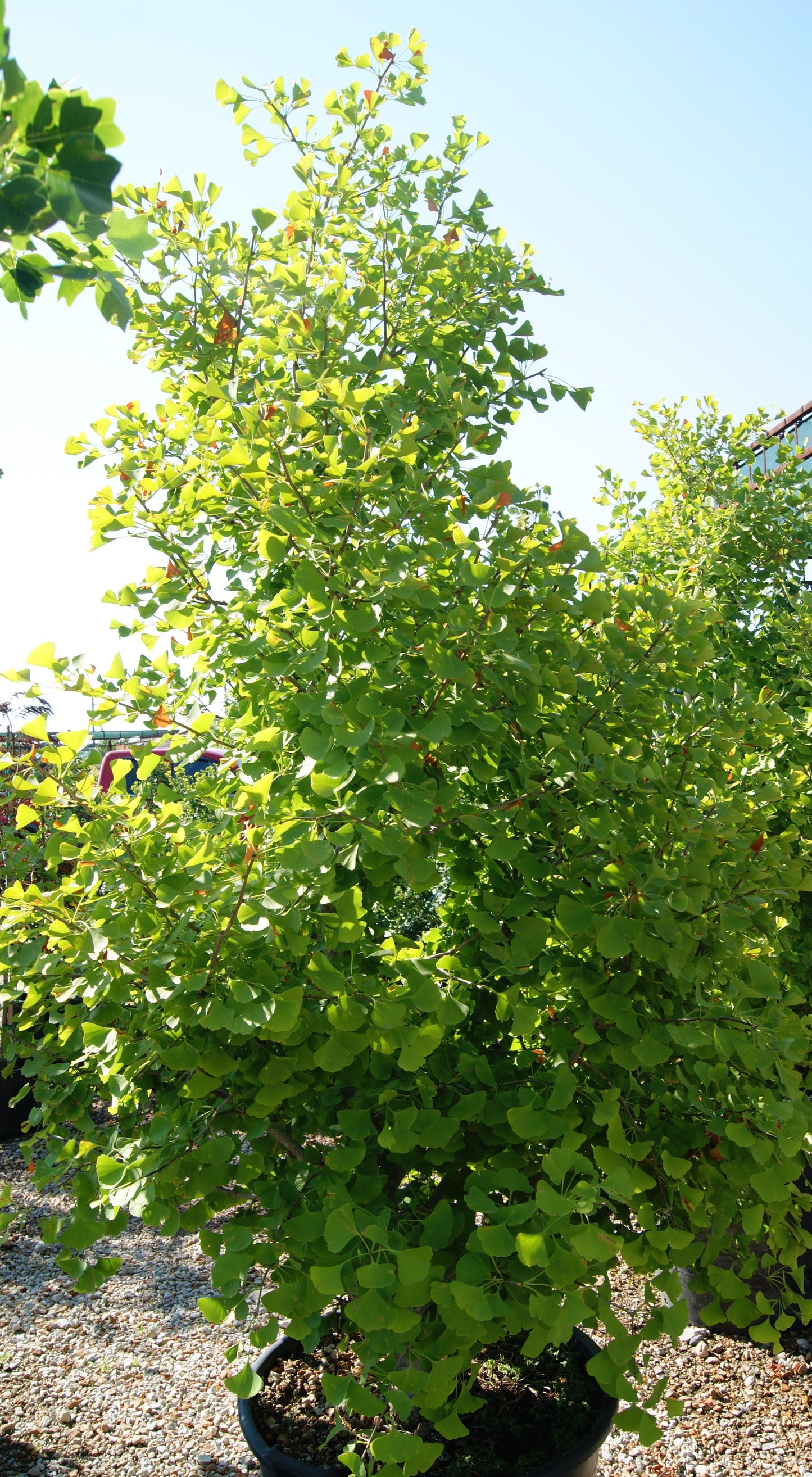 Maidenhair Tree, Male Columnar 'Goldspire' (Ginkgo)