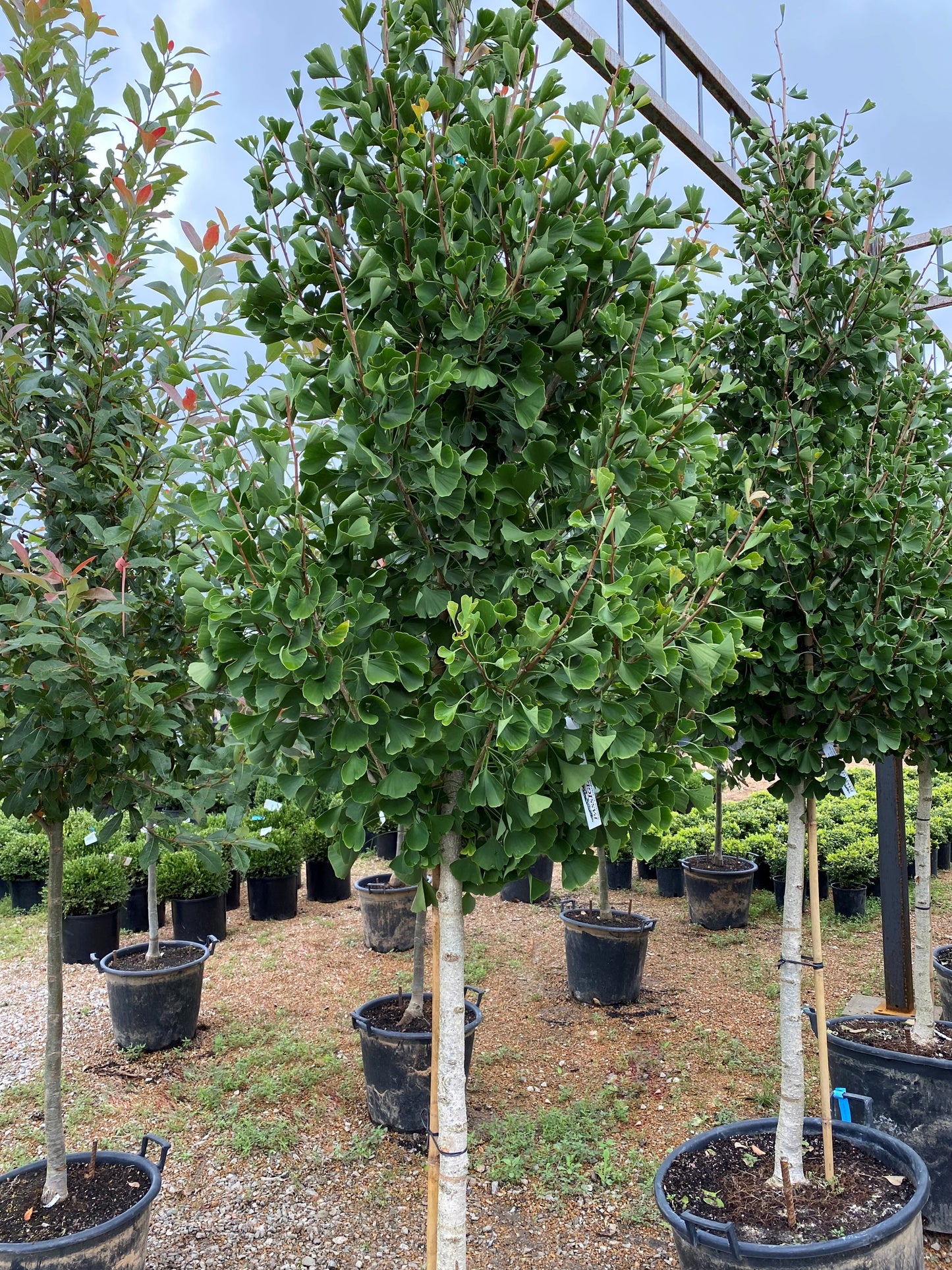 Maidenhair Tree, Male 'The President' (Ginkgo)