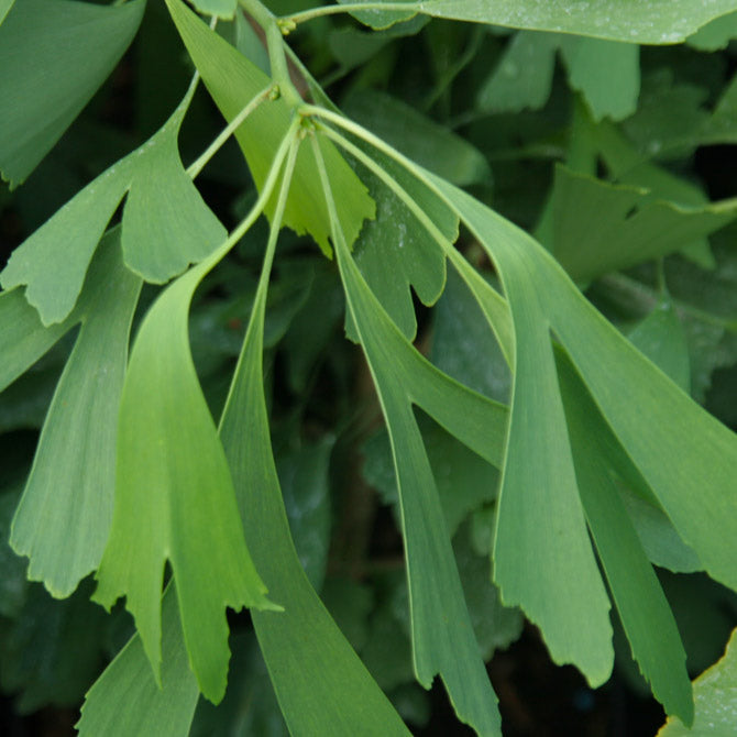 Maidenhair Tree, Male 'Saratoga' (Ginkgo)