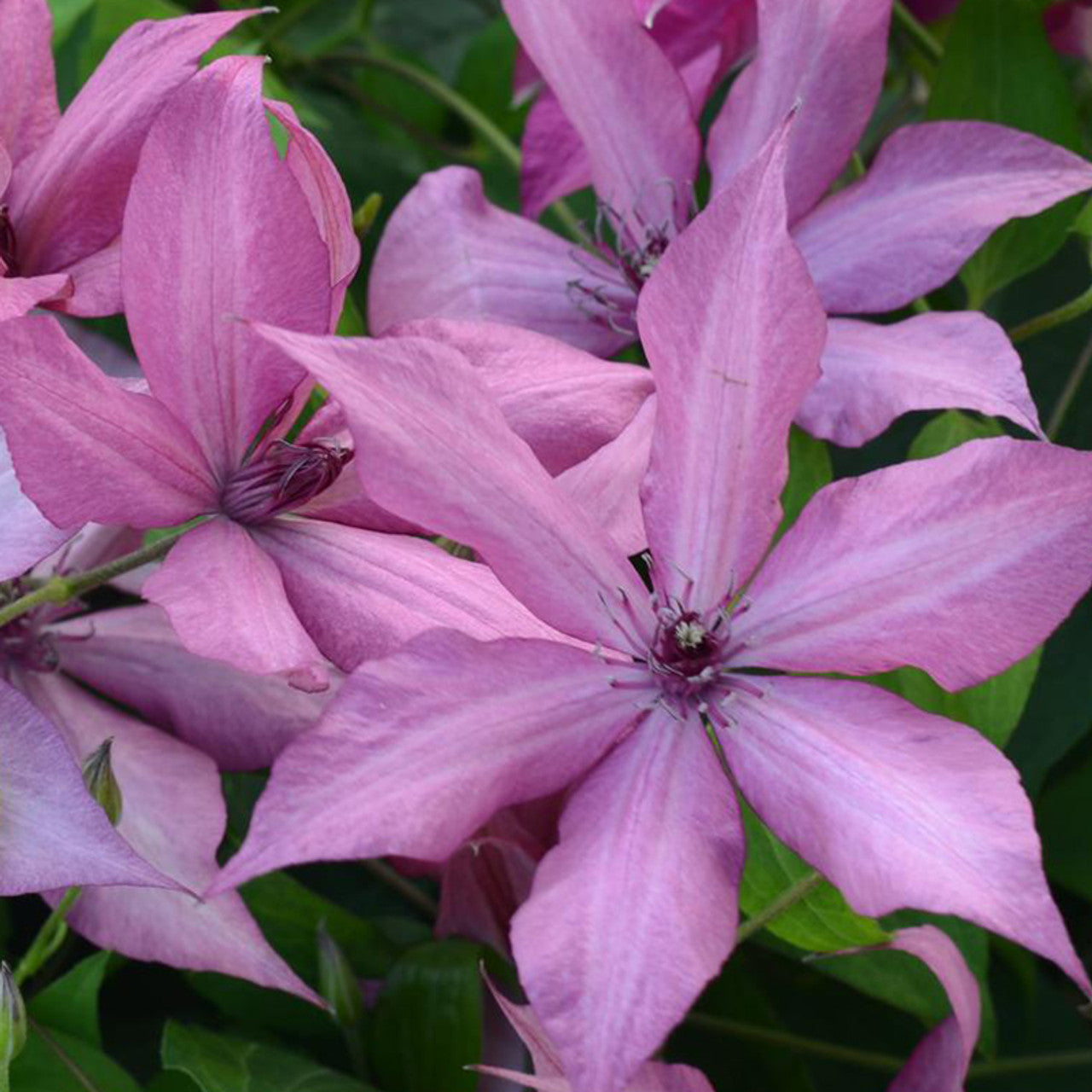 Vine, Clematis Boulevard Compact Patio 'Giselle' (Clematis)