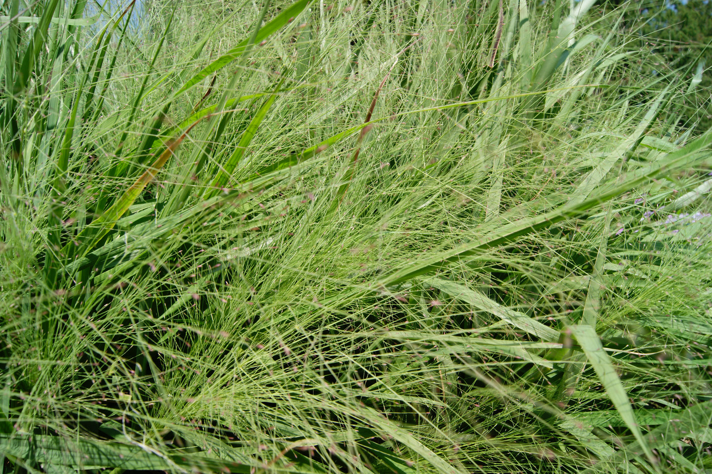 Grass, Purple Love (Eragrostis)