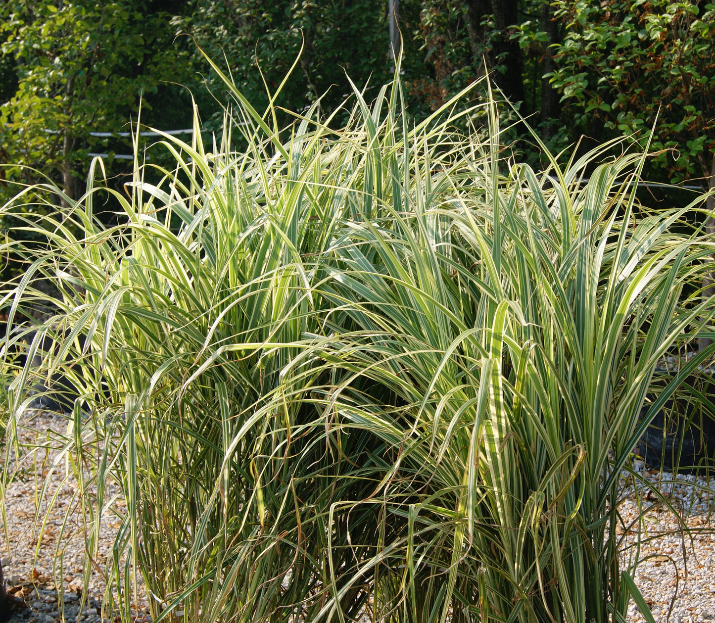 Grass, Maiden Dwarf / Eulalia Variegated 'Rigoletto' (Miscanthus)