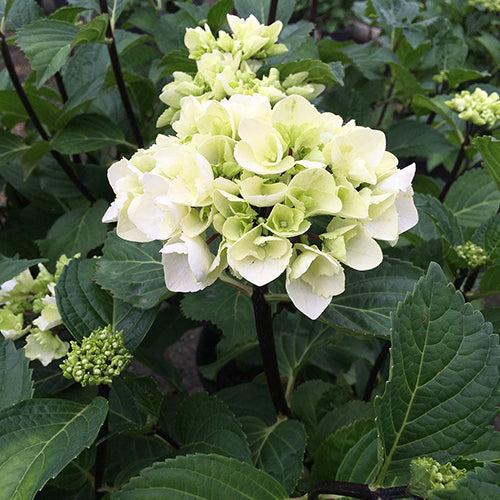 Hydrangea, Big-leaf Lacecap 'Zebra' (Hydrangea)