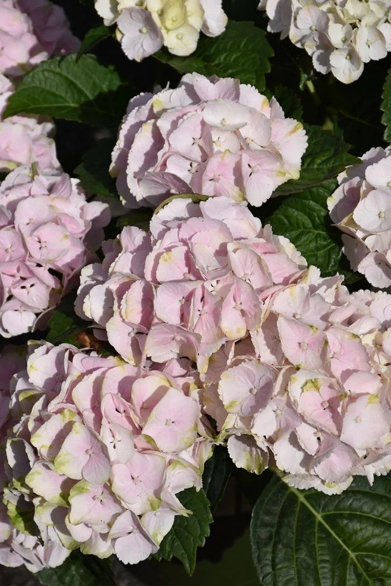 Hydrangea, Big-leaf Mophead 'Cape Lookout' (Hydrangea)