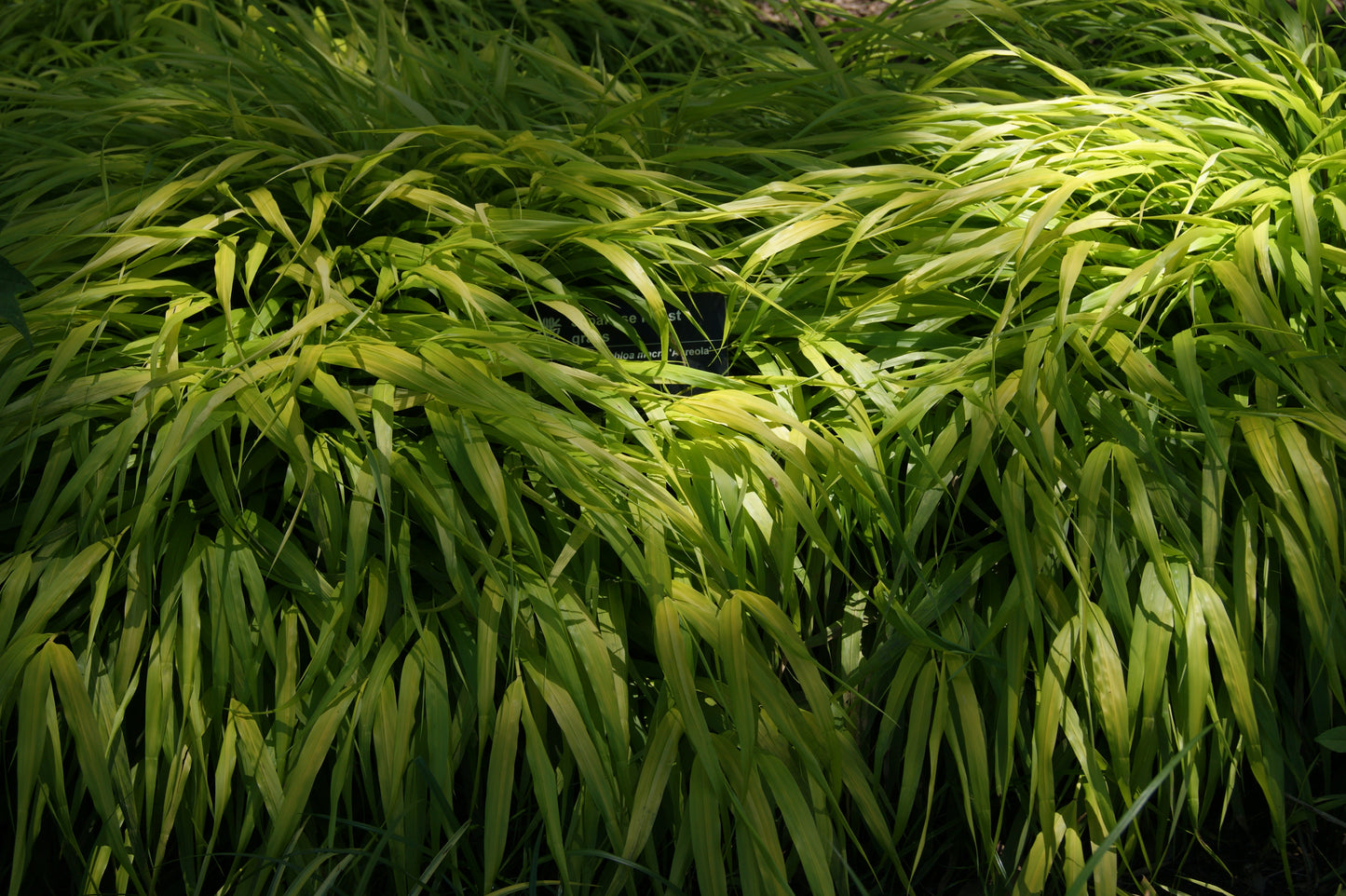 Grass, Japanese Forest 'Aureola' (Hakonechloa)