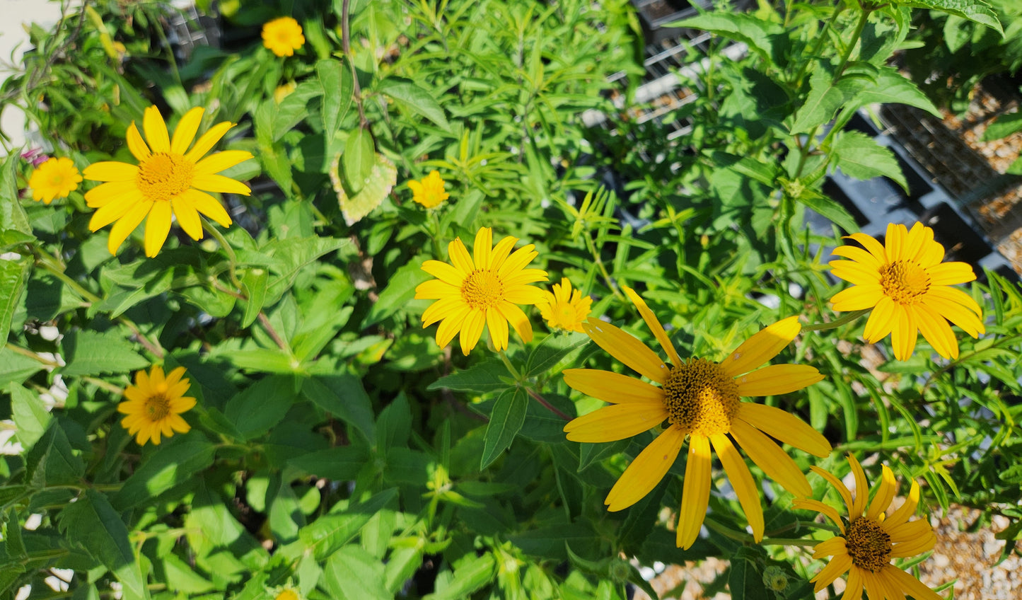 Sunflower, Oxeye Daisy (Heliopsis)