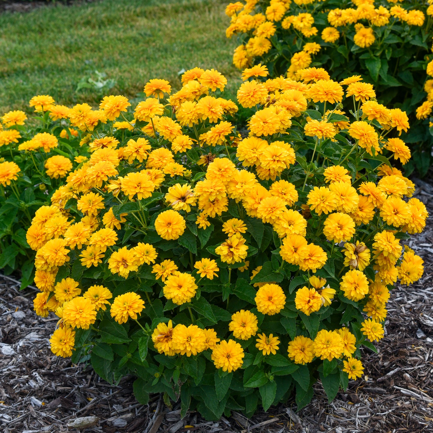 Sunflower, False 'Rays for Days' (Heliopsis)