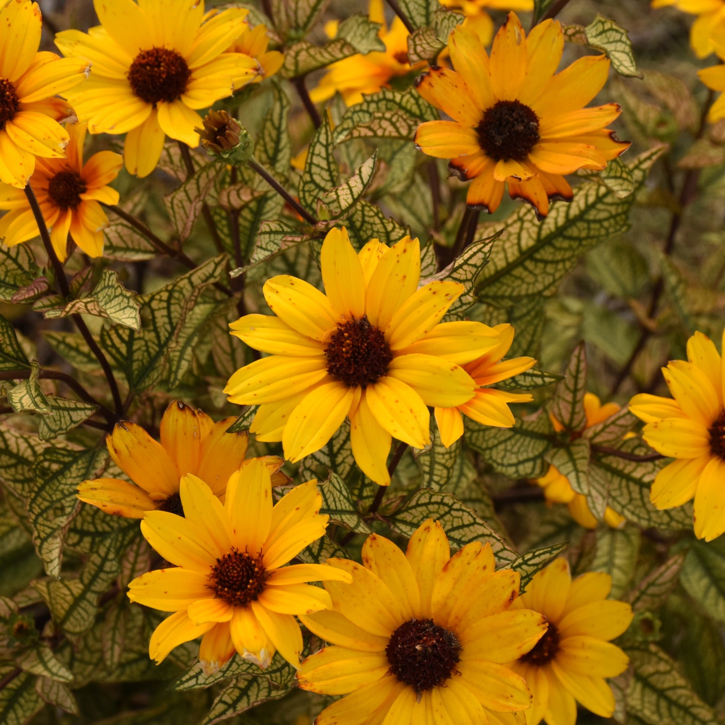 Sunflower, False 'Touch of Blush' (Heliopsis)