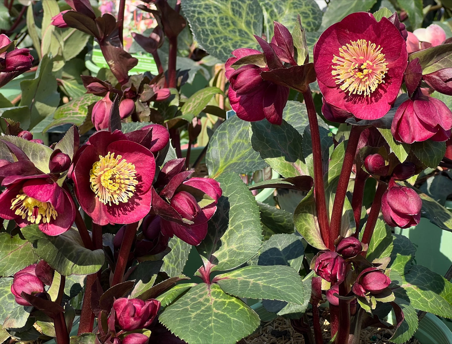 Lenten Rose 'Frostkiss Penny's Pink' (Helleborus)
