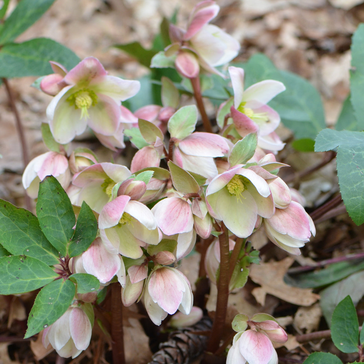 Lenten Rose 'Ivory Prince' (Helleborus)
