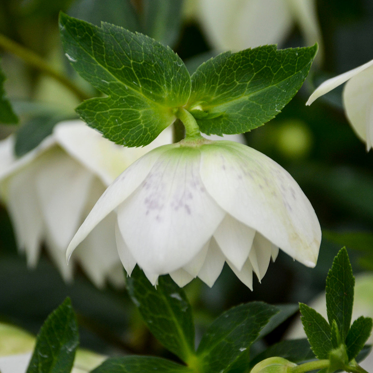 Lenten Rose 'Wedding Party Confetti Cake' (Helleborus)