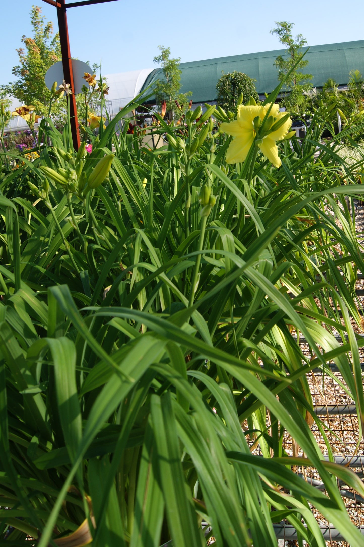 Daylily 'Big Time Happy' (Hemerocallis)