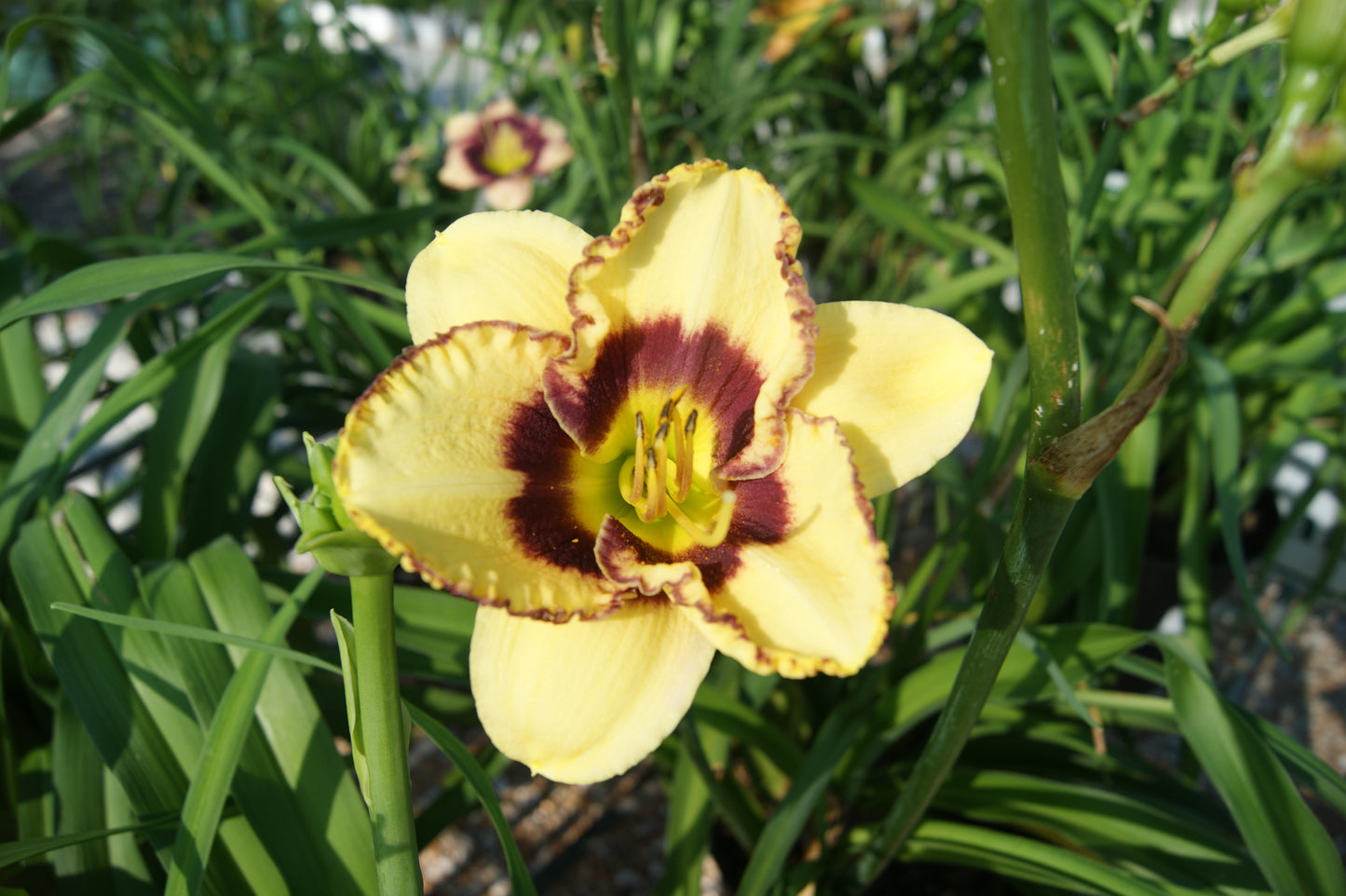 Daylily 'Blazing Skye' (Hemerocallis)