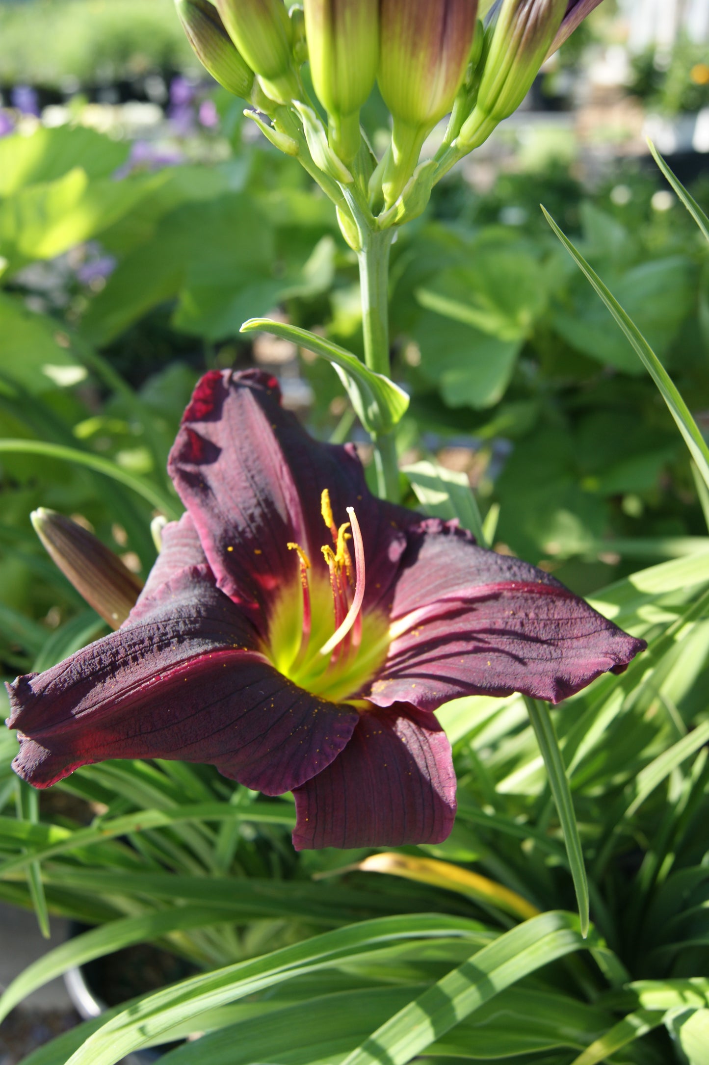 Daylily 'Purple de Oro' (Hemerocallis)
